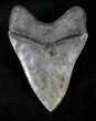Glossy, Razor Sharp Megalodon Tooth - Georgia #20553-2